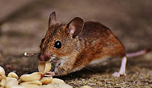 24 Hour & Emergency Exterminators in Harrington, WA